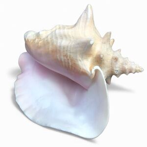 Queen Conch Seashell Strombus Gigas Decoration Large 8” x 6 1/2”